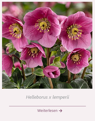 Winterblüher Helleborus – helle Freude in der dunklen Jahreszeit