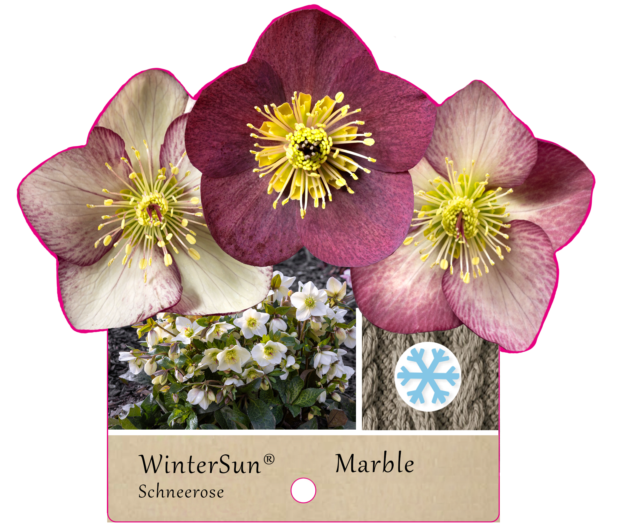 WinterSun® Marble – Schneerosen mit besonderem Blattwerk