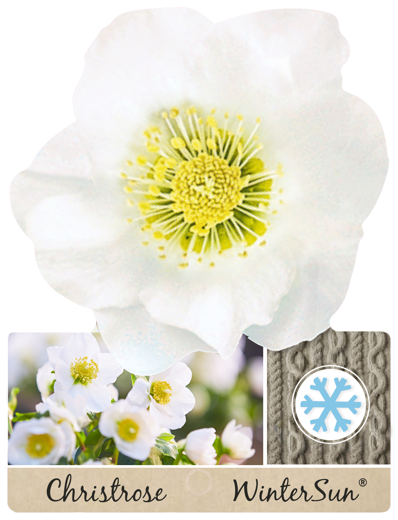 WinterSun® Christrosen – Klassiker unter den Winterblühern